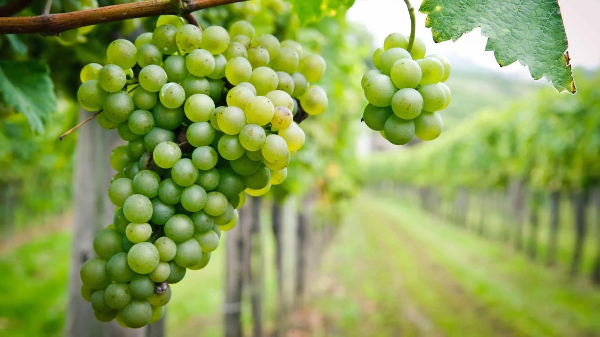Picpoul Grape