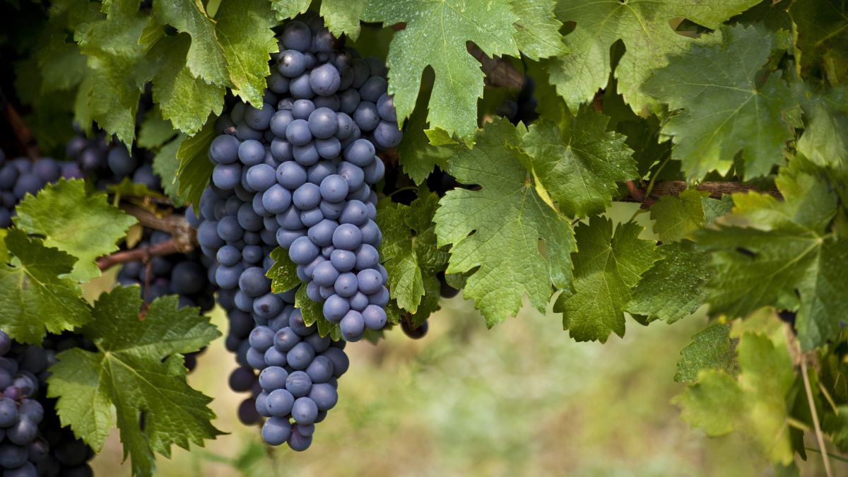 Bierzo grape
